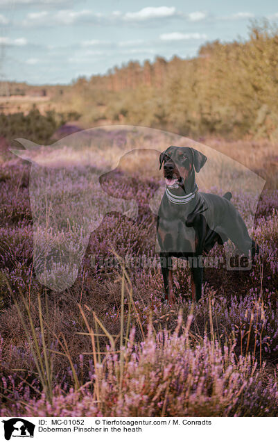Dobermann in der Heide / Doberman Pinscher in the heath / MC-01052