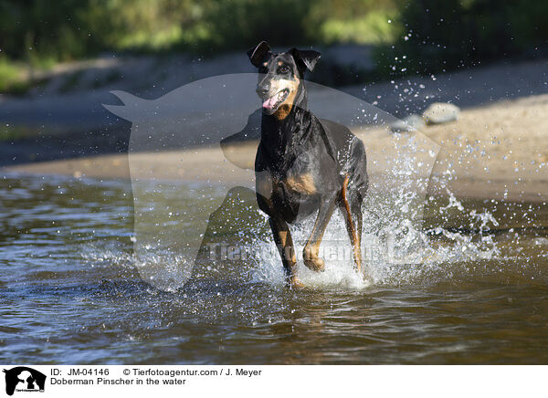 Dobermann im Wasser / Doberman Pinscher in the water / JM-04146
