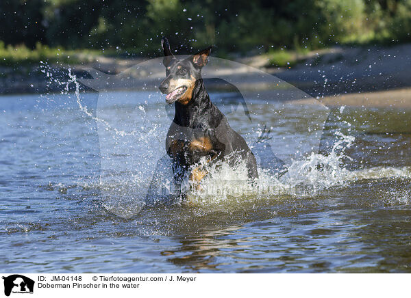 Doberman Pinscher in the water / JM-04148