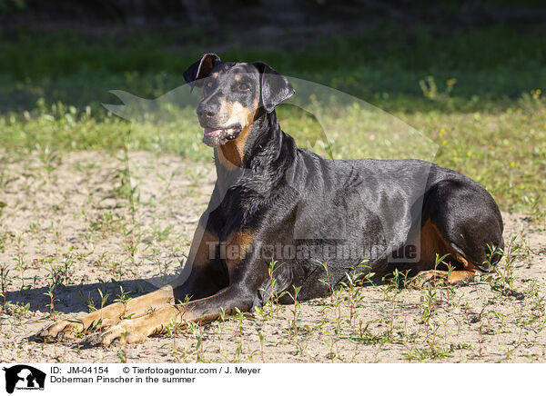 Dobermann im Sommer / Doberman Pinscher in the summer / JM-04154