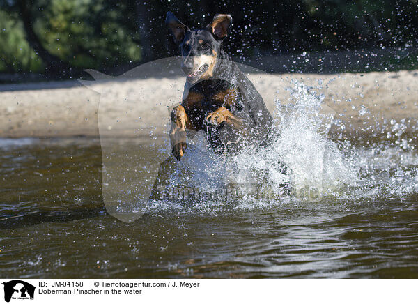 Doberman Pinscher in the water / JM-04158