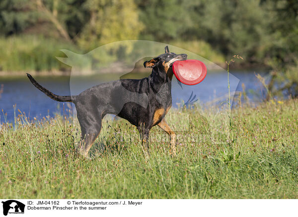 Dobermann im Sommer / Doberman Pinscher in the summer / JM-04162