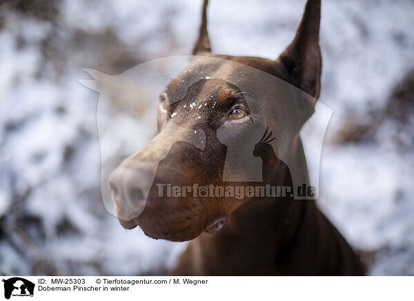 Doberman Pinscher in winter / MW-25303