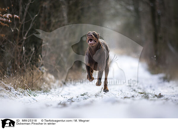 Dobermann im Winter / Doberman Pinscher in winter / MW-25318