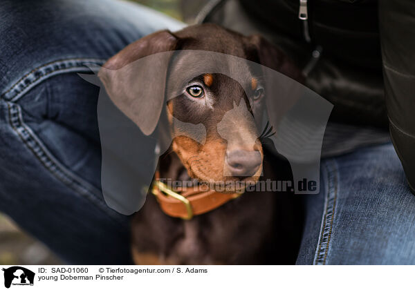 junger Dobermann / young Doberman Pinscher / SAD-01060