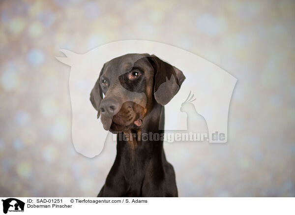 Dobermann / Doberman Pinscher / SAD-01251