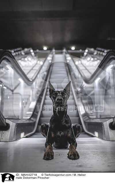 Dobermann Rde / male Doberman Pinscher / MAH-02718