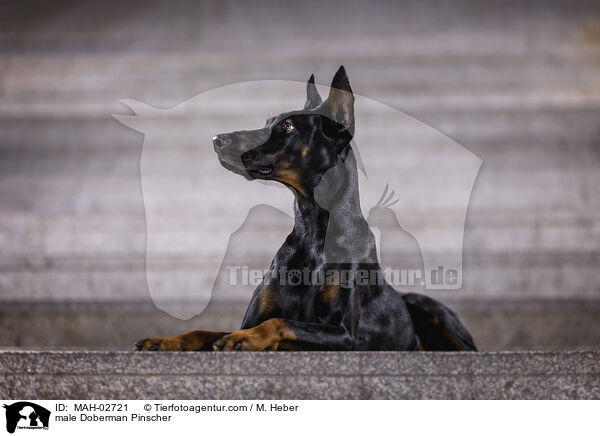 Dobermann Rde / male Doberman Pinscher / MAH-02721