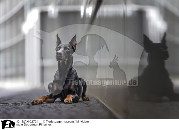 male Doberman Pinscher / MAH-02724