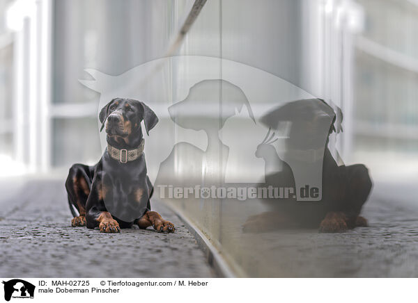 Dobermann Rde / male Doberman Pinscher / MAH-02725