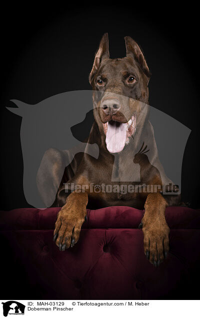 Dobermann / Doberman Pinscher / MAH-03129