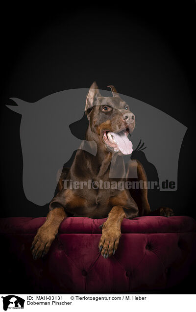 Doberman Pinscher / MAH-03131