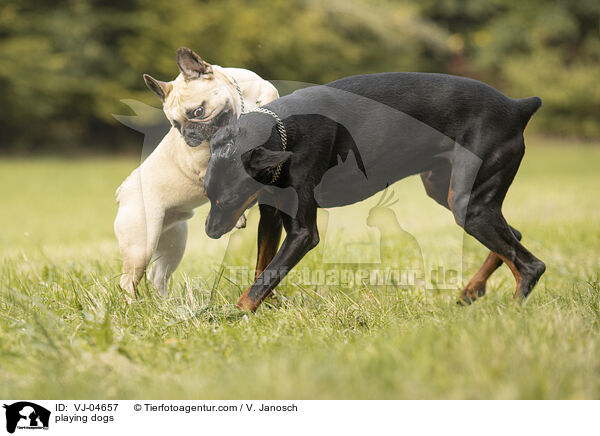 spielende Hunde / playing dogs / VJ-04657