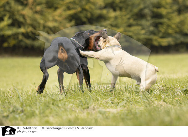 spielende Hunde / playing dogs / VJ-04658