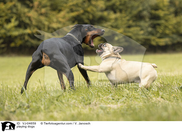 spielende Hunde / playing dogs / VJ-04659