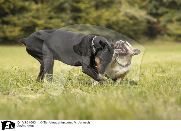 spielende Hunde / playing dogs / VJ-04663