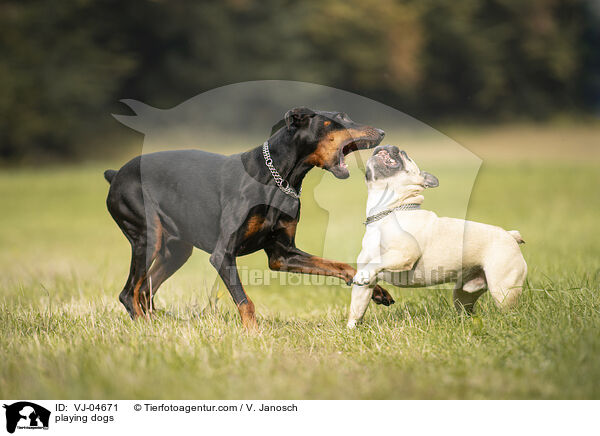 spielende Hunde / playing dogs / VJ-04671