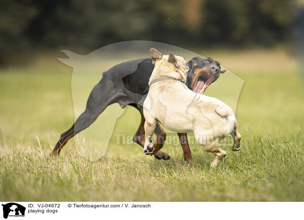 spielende Hunde / playing dogs / VJ-04672