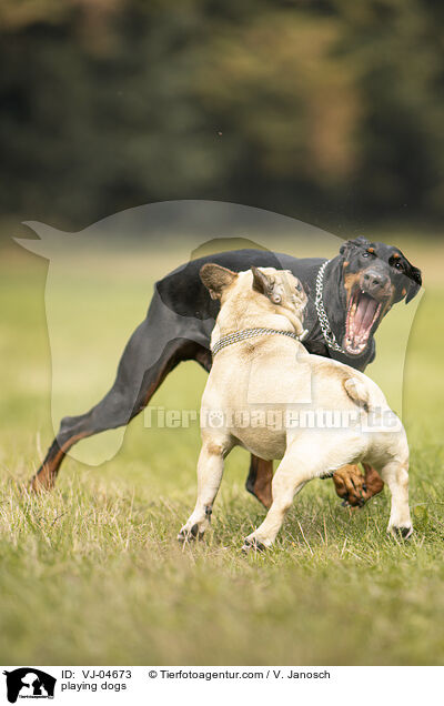 spielende Hunde / playing dogs / VJ-04673