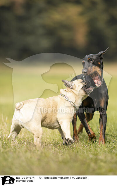 spielende Hunde / playing dogs / VJ-04674