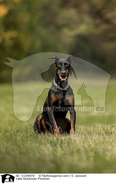 Doberman Rde / male Doberman Pinscher / VJ-04679