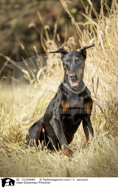 Doberman Rde / male Doberman Pinscher / VJ-04689