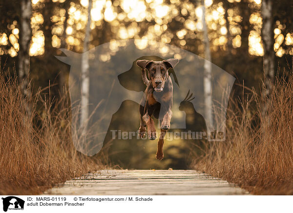 ausgewachsener Dobermann / adult Doberman Pinscher / MARS-01119