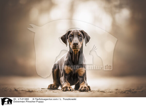 Doberman Pinscher Puppy / LT-01380