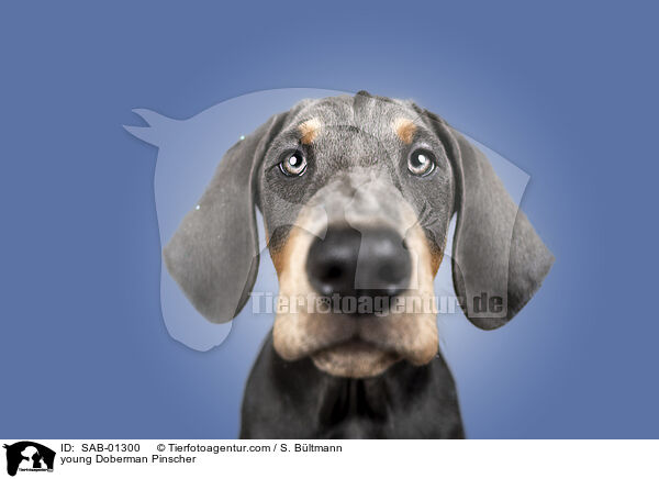 junger Dobermann / young Doberman Pinscher / SAB-01300