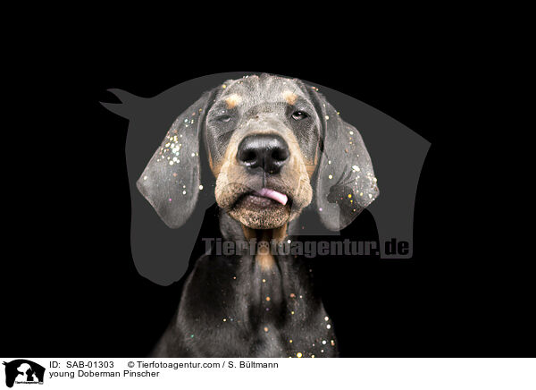 junger Dobermann / young Doberman Pinscher / SAB-01303