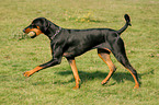 playing Doberman Pinscher