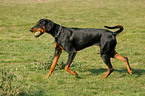 playing Doberman Pinscher