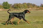 walking Doberman Pinscher