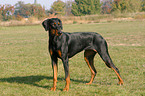 standing Doberman Pinscher