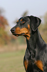 Doberman Pinscher Portrait