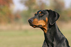 Doberman Pinscher Portrait