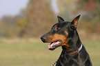 Doberman Pinscher Portrait