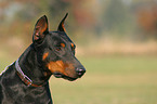 Doberman Pinscher Portrait