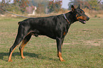 standing Doberman Pinscher