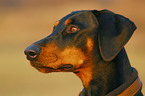 Doberman Pinscher Portrait