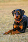 lying Doberman Pinscher