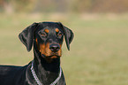 Doberman Pinscher Portrait