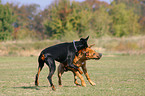 Rhodesian Ridgeback and Doberman Pinscher