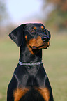 Doberman Pinscher Portrait