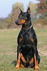 sitting Doberman Pinscher