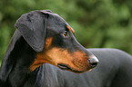 Doberman Pinscher Portrait