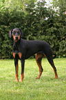 standing Doberman Pinscher