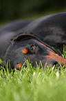 lying Doberman Pinscher