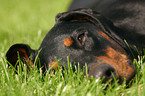 Doberman Pinscher Portrait