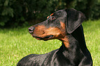 Doberman Pinscher Portrait